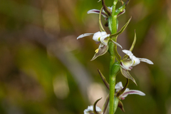 Prasophyllum basalticum