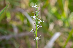 Prasophyllum basalticum