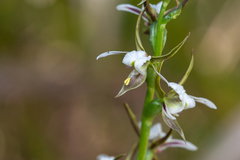 Prasophyllum basalticum