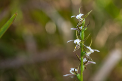 Prasophyllum basalticum