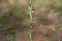 Pterostylis rubiginosa