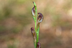 Pterostylis rubiginosa