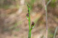 Pterostylis rubiginosa