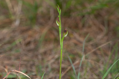 Pterostylis rubiginosa