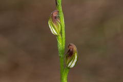 Pterostylis rubiginosa