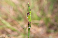 Pterostylis rubiginosa