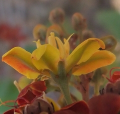 Galphimia glandulosa