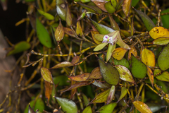 Dendrobium pugioniforme