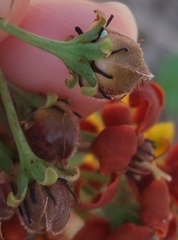 Galphimia glandulosa