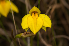 Diuris pedunculata