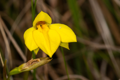 Diuris pedunculata