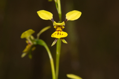 Diuris abbreviata