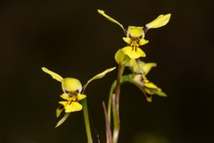 Diuris abbreviata