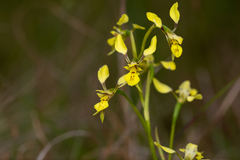 Diuris abbreviata