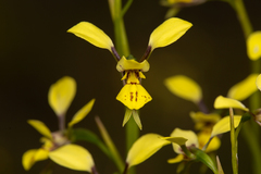 Diuris abbreviata