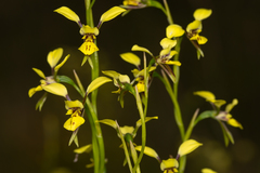 Diuris abbreviata