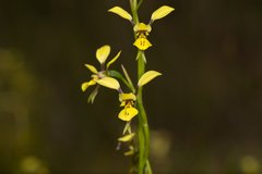 Diuris abbreviata
