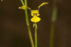 Diuris abbreviata