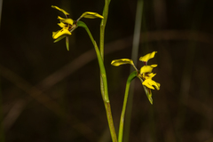 Diuris abbreviata