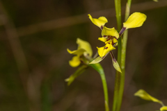 Diuris abbreviata
