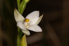 Thelymitra peniculata