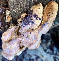 Irpiciporus