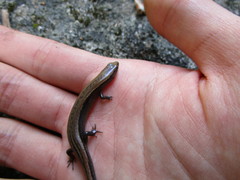 Ateuchosaurus pellopleurus