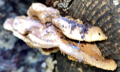 Irpiciporus