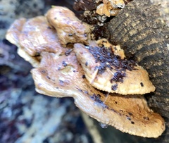Irpiciporus