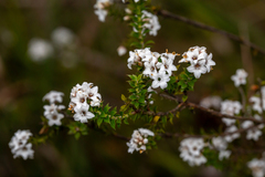 Epacris breviflora