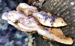 Irpiciporus