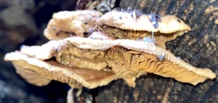 Irpiciporus