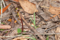 Chiloglottis sphaerula