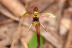 Chiloglottis sphaerula