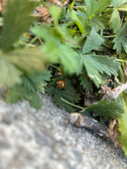 Harmonia axyridis