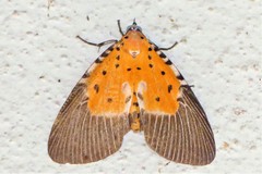 Peridrome orbicularis