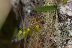 Bulbophyllum elisae