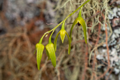 Bulbophyllum elisae