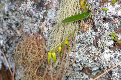 Bulbophyllum elisae