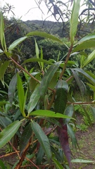 Escallonia pendula