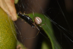 Latrodectus geometricus
