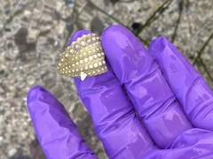 Strongylocentrotus purpuratus