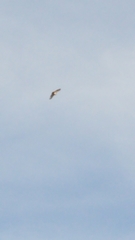 Buteo jamaicensis