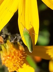 Draeculacephala soluta