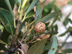 Andricus coquilletti