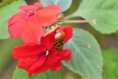 Cosmoscarta septempunctata