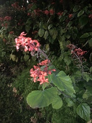 Clerodendrum speciosissimum