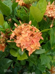 Ixora coccinea