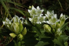 Gentiana dschungarica