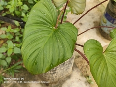 Homalomena rubescens